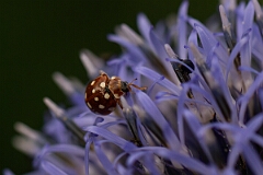 David Plant Photography - Wildlife Photography - Calvia quatuordecimguttata - B