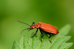 David Plant Photography - Wildlife Photography - Cardinal beetle Pyrochroa serraticornis - A