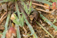 David Plant Photography - Wildlife Photography - Chrysolina banksi - A