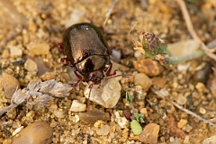 David Plant Photography - Wildlife Photography - Chrysolina banksi - B