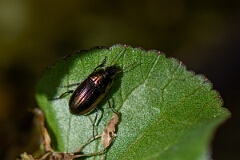 David Plant Photography - Wildlife Photography - Common sun beetle, Amara aenea - A