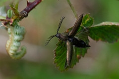 David Plant Photography - Wildlife Photography - Ctenicera pectinicornis - A