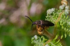 David Plant Photography - Wildlife Photography - Ctenicera pectinicornis - B