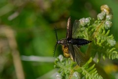 David Plant Photography - Wildlife Photography - Ctenicera pectinicornis - C