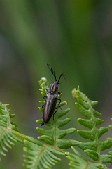 David Plant Photography - Wildlife Photography - Ctenicera pectinicornis - D