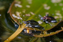 David Plant Photography - Wildlife Photography - Donacia vulgaris - A