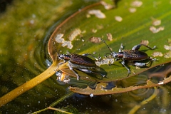 David Plant Photography - Wildlife Photography - Donacia vulgaris - B