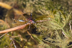David Plant Photography - Wildlife Photography - Donacia vulgaris - C