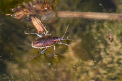 David Plant Photography - Wildlife Photography - Donacia vulgaris - D