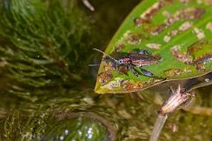 David Plant Photography - Wildlife Photography - Donacia vulgaris - E