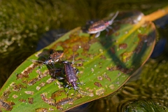 David Plant Photography - Wildlife Photography - Donacia vulgaris - F