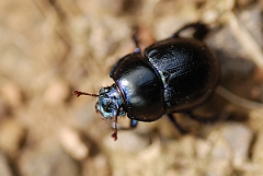 David Plant Photography - Wildlife Photography - Dor beetle - A