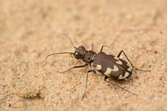 David Plant Photography - Wildlife Photography - Dune tiger beetle - Cicindela hybrida - A