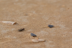 David Plant Photography - Wildlife Photography - Dune tiger beetle - Cicindela hybrida - C
