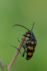 David Plant Photography - Wildlife Photography - Four-banded longhorn beetle, Leptura quadrifasciata - A