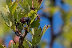 David Plant Photography - Wildlife Photography - Garden chafer, Phyllopertha horticola - A