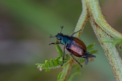 David Plant Photography - Wildlife Photography - Garden chafer, Phyllopertha horticola - B