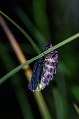 David Plant Photography - Wildlife Photography - Glow-worm - A