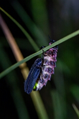 David Plant Photography - Wildlife Photography - Glow-worm - B