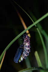 David Plant Photography - Wildlife Photography - Glow-worm - C