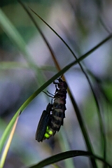 David Plant Photography - Wildlife Photography - Glow-worm - D