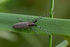 David Plant Photography - Wildlife Photography - Golden-Bloomed Grey Longhorn Beetle, Agapanthia villosoviridescens - A