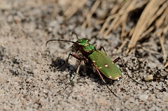 David Plant Photography - Wildlife Photography - Green tiger beetle - Cicindela campestris - B