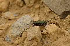 David Plant Photography - Wildlife Photography - Green tiger beetle - Cicindela campestris - C