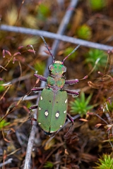 David Plant Photography - Wildlife Photography - Green tiger beetle - Cicindela campestris - F