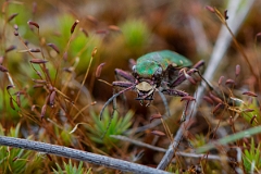David Plant Photography - Wildlife Photography - Green tiger beetle - Cicindela campestris - G