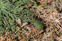 David Plant Photography - Wildlife Photography - Green tiger beetle - Cicindela campestris - H