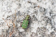David Plant Photography - Wildlife Photography - Green tiger beetle - Cicindela campestris - I