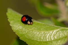 David Plant Photography - Wildlife Photography - Harlequin ladybird - B