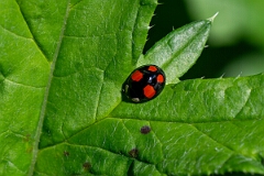 David Plant Photography - Wildlife Photography - Harlequin ladybird - C