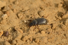 David Plant Photography - Wildlife Photography - Harpalus latus - A