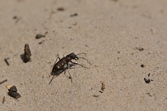 David Plant Photography - Wildlife Photography - Heath tiger beetle - Cicindela sylvatica - A