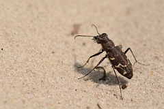 David Plant Photography - Wildlife Photography - Heath tiger beetle - Cicindela sylvatica - B