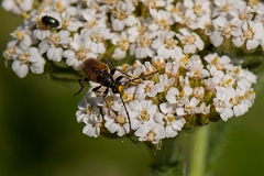 David Plant Photography - Wildlife Photography - Leptura livida - B