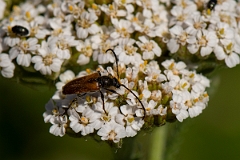 David Plant Photography - Wildlife Photography - Leptura livida - C