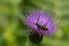 David Plant Photography - Wildlife Photography - Long-banded longhorn, Leptura quadrifasciata - A
