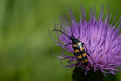 David Plant Photography - Wildlife Photography - Long-banded longhorn, Leptura quadrifasciata - B