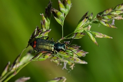 David Plant Photography - Wildlife Photography - Malachite beetle, Malachius bipustulatus - A