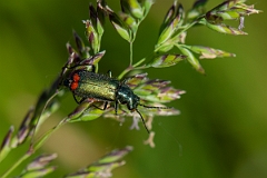 David Plant Photography - Wildlife Photography - Malachite beetle, Malachius bipustulatus - B