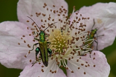 David Plant Photography - Wildlife Photography - Oedemera nobilis - A