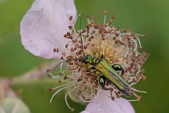 David Plant Photography - Wildlife Photography - Oedemera nobilis - B