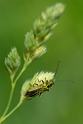 David Plant Photography - Wildlife Photography - Oedemera nobilis - D