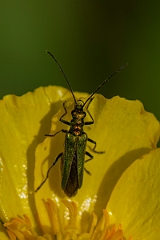 David Plant Photography - Wildlife Photography - Oedemera nobilis - E