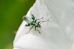 David Plant Photography - Wildlife Photography - Oedemera nobilis - F