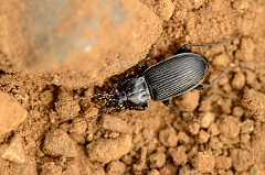 David Plant Photography - Wildlife Photography - Pterostichus niger - A
