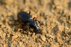 David Plant Photography - Wildlife Photography - Pterostichus nigrita - A